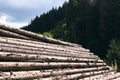 Logs in a sawmill yard. Stacks of woodpile firewood texture background. Tree trunks cut and stacked in the bush. Timber logging Royalty Free Stock Photo