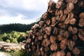 Logs in a sawmill yard. Stacks of woodpile firewood texture background. Tree trunks cut and stacked in the bush. Timber logging Royalty Free Stock Photo