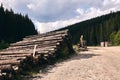 Logs in a sawmill yard. Stacks of woodpile firewood texture background. Tree trunks cut and stacked in the bush. Timber logging Royalty Free Stock Photo