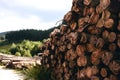 Logs in a sawmill yard. Stacks of woodpile firewood texture background. Tree trunks cut and stacked in the bush. Timber logging Royalty Free Stock Photo