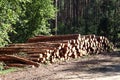 Logs of sawn pine lie on the edge of the forest, side view - the concept of preparing wood for technical processing Royalty Free Stock Photo