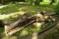 Logs of a sawn sick tree are piled on the grass in the park, Cleaning the park from old, sick trees Royalty Free Stock Photo
