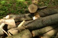 Logs of a sawn sick tree are piled on the grass in the park, Cleaning the park from old, sick trees Royalty Free Stock Photo