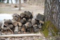 Logs of a sawn sick tree are piled on the grass in the park, plant health work
