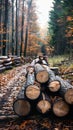 Logs scattered along autumn woods path, natures rustic beauty Royalty Free Stock Photo