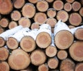 logs of spruce wood in winter forest