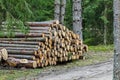 Logs stacked and sorted in the forest