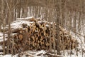 Logs Stacked in the Woods ready for Transport Royalty Free Stock Photo