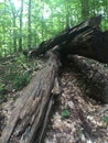 Tree trunks fallen on the forrest floor Royalty Free Stock Photo