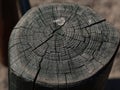 Logs standing in playground on brown ground. ut and unstained grey and brown tree log