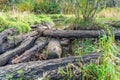 Logs And Stream 2 Royalty Free Stock Photo
