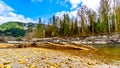 Logs stuck in the sand and Iron Oxide Stained rocks lining the shore of the Squamish River in British Columbia, Canada Royalty Free Stock Photo