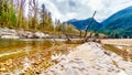 Logs stuck in the sand and Iron Oxide Stained rocks lining the shore of the Squamish River in British Columbia, Canada