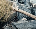 Logs thrown from the sea on the stones in the port. Combination of wood and stone. Background