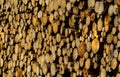 Logs of timber stacked and ready for the mill Royalty Free Stock Photo