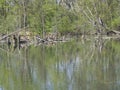 Water surface logs and trees in swamp lake, spring marchland water landscape Royalty Free Stock Photo