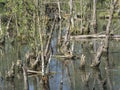 Logs and trees in swamp lake, spring marchland water landscape Royalty Free Stock Photo