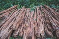 Logs of trees, tree trunks of tropical wood in rainforest Royalty Free Stock Photo