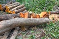 Trunks of Cut Down Trees