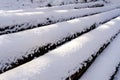 Logs under snow in forest in winter Royalty Free Stock Photo