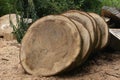 Logs of wood for making tables Royalty Free Stock Photo