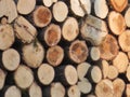 Logs of wood trees cut industry firewood deforestation