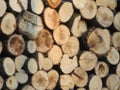 logs of wood trees cut industry firewood deforestation