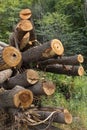 Logs wood trunk tree Royalty Free Stock Photo