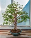 Logwood Bonsai Tree Royalty Free Stock Photo