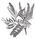 Logwood or Haematoxylum campechianum, vintage engraving Royalty Free Stock Photo