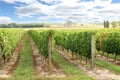 Loire Valley vines Royalty Free Stock Photo