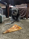 Lola guarding her pizza slice Royalty Free Stock Photo