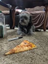 Lola guarding her pizza slice