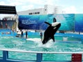 Lolita the Killer Whale showing off