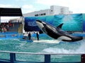 Lolita the Killer Whale Performs for Miami