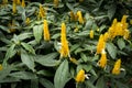 Lollipop Flower Plants (Pachystachys lutea), Acanthaceae. Yellow lollipop flowers in the garden background