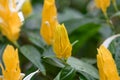 Golden shrimp plant Pachystachys lutea, yellow flower