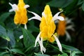 Lollipop plant Pachystachys lutea tropical yellow flower Royalty Free Stock Photo