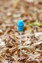 Lollipop in shape of coffin at autumn leaves on the ground. Concept of mystical holiday like halloween or mexican el dia de los mu