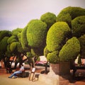 Lollipop topiary trees