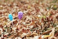 Lollipops in shape of skull and coffin, at autumn leaves on the ground. Concept of mystical holiday like halloween or mexican el d