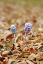 Lollipops in shape of skull and coffin, at autumn leaves on the ground. Concept of mystical holiday like halloween or mexican el d