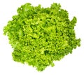 Lollo Bianco lettuce from above on white background Royalty Free Stock Photo