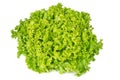 Lollo Bianco lettuce front view on white background