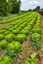 Lollo bianco salad field