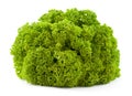 Lollo bionda lettuce Royalty Free Stock Photo