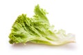 Lollo bionda lettuce Royalty Free Stock Photo