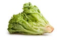 Lollo bionda lettuce Royalty Free Stock Photo