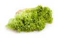 Lollo bionda lettuce Royalty Free Stock Photo