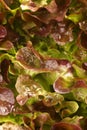 Lollo rosso lettuce